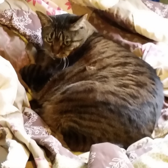 Meet your Posher, Veronica - Picture 4 of 12